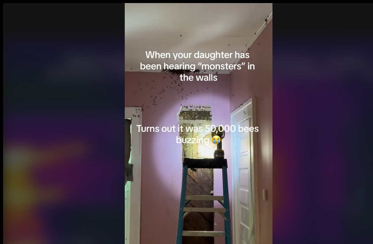 When your daughter has been hearing “Monsters” in the wall, Turns Out it Was 50000 Bees